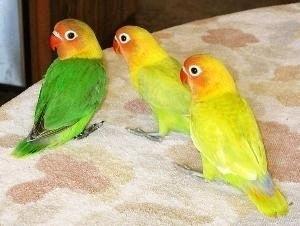 成人牡丹鹦鹉训练视频,轻松掌握互动技巧